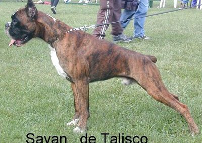 Sayan de Talisco