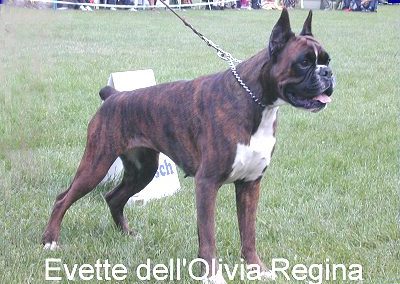 Evette dell Olivia Regina