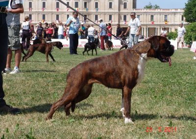 Zafira degli Scrovegni